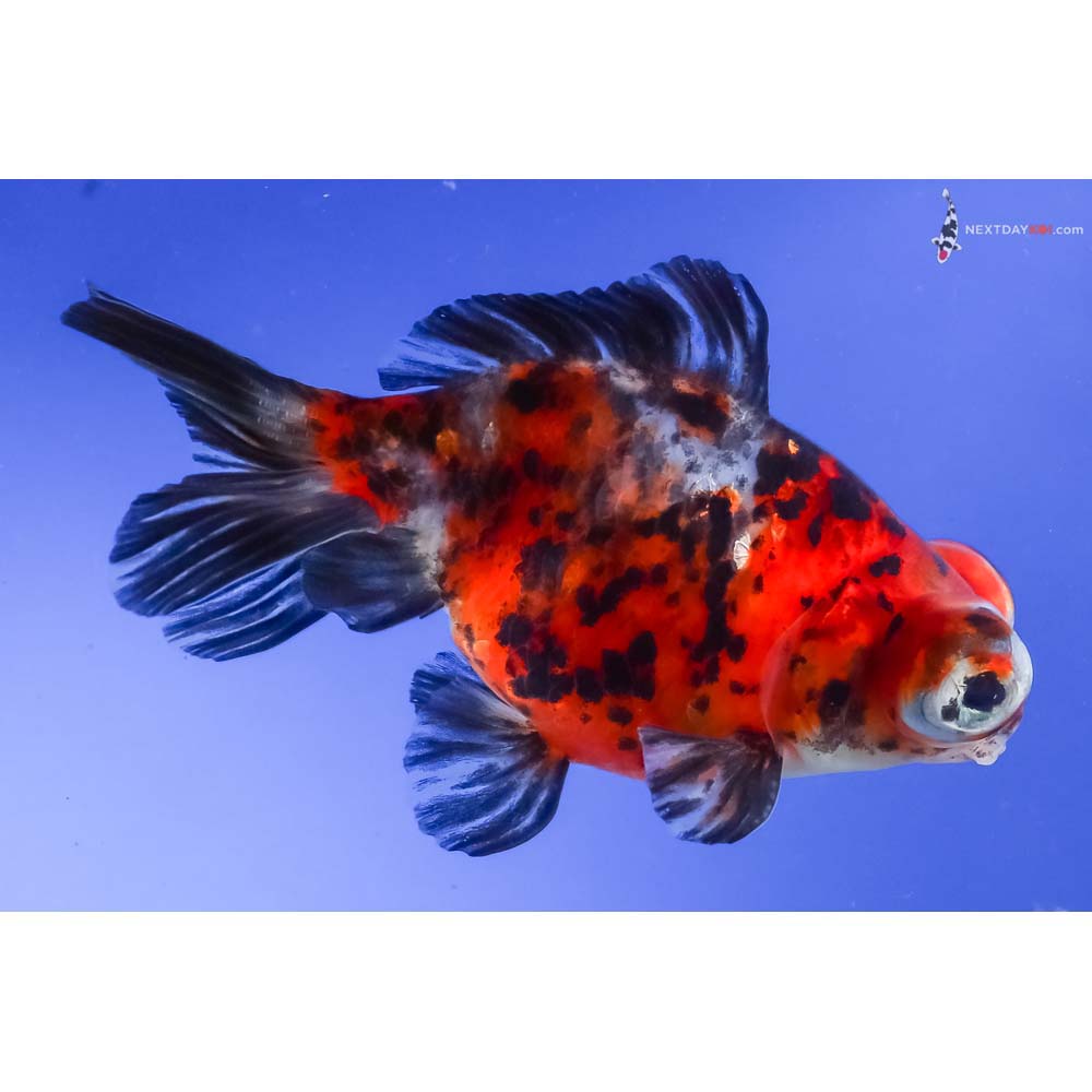 4” Imported Calico Telescope Fantail