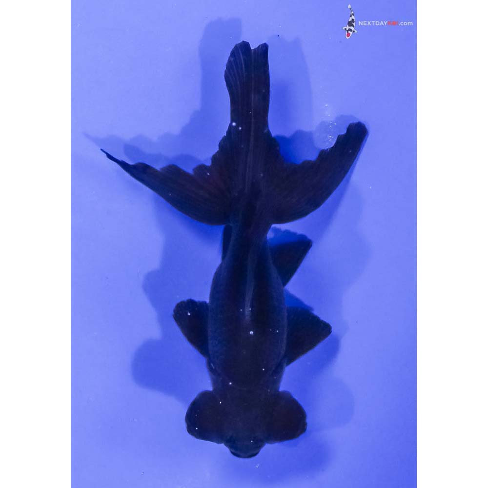 4” Imported Black Telescope Fantail