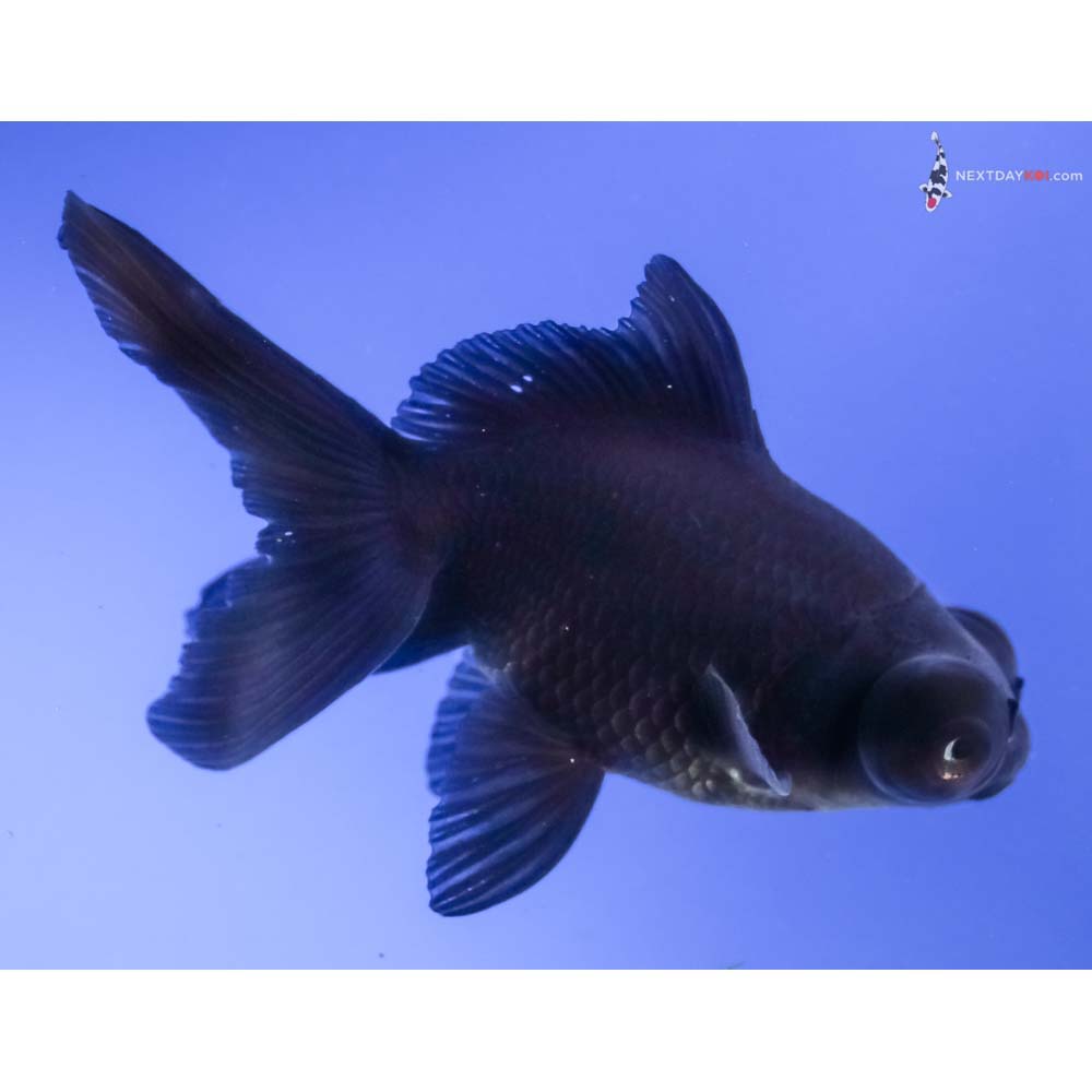 4” Imported Black Telescope Fantail