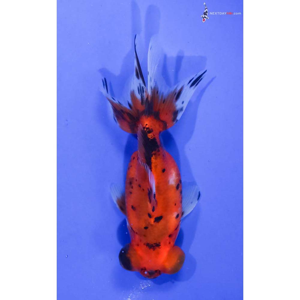 4.5” Imported Calico Telescope Fantail