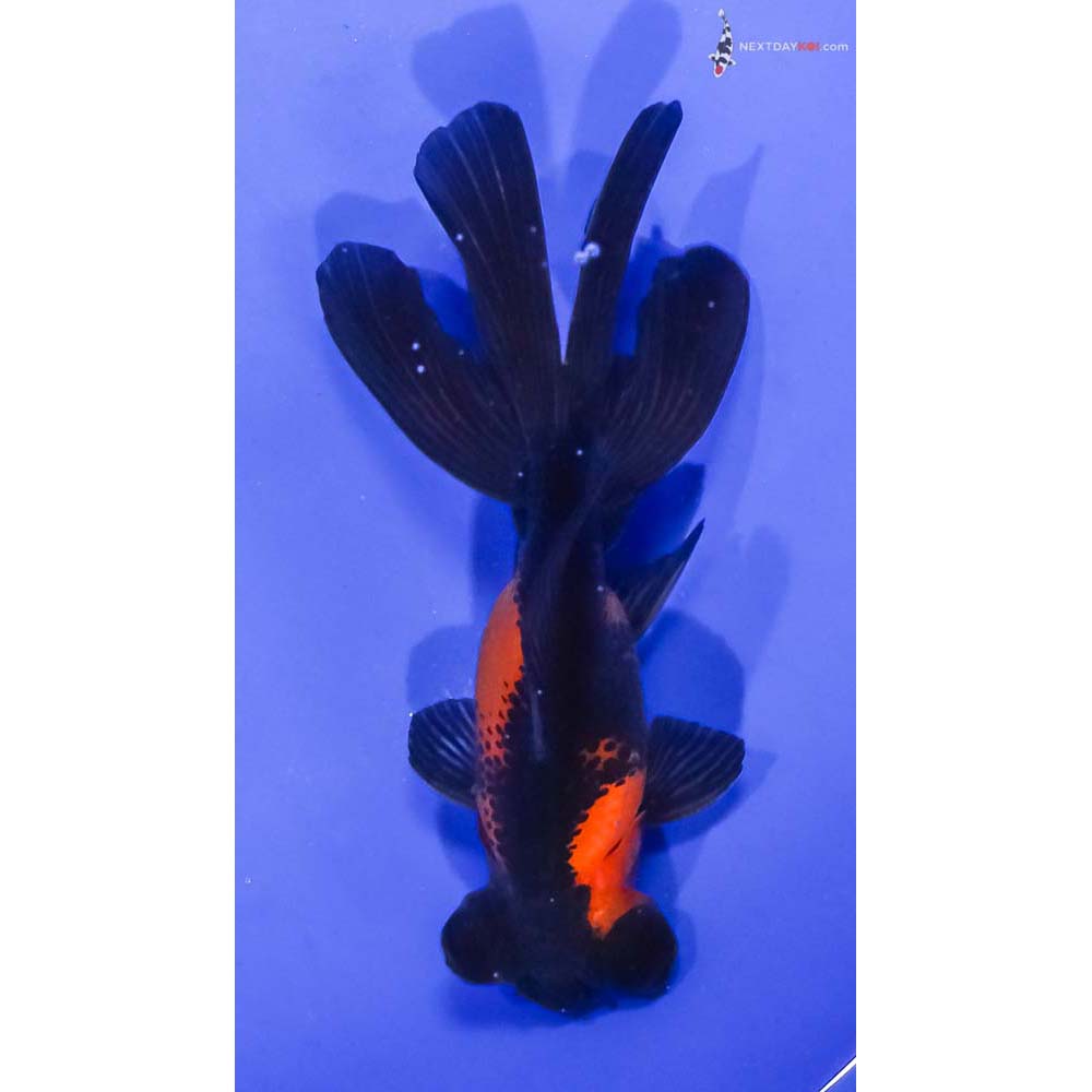 4.5” Imported Red and Black Telescope Fantail