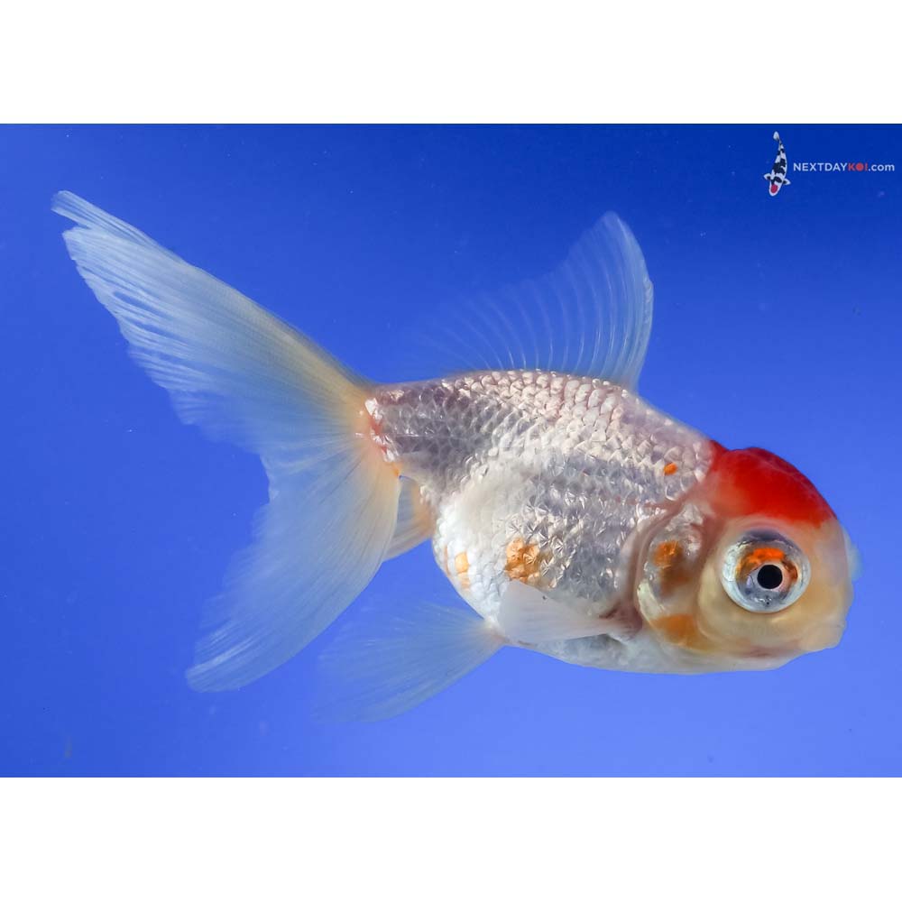 4.5” Imported Red and White Telescope Fantail