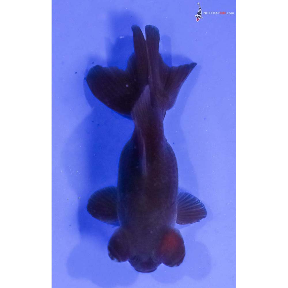 4” Imported Male Bronze Telescope Fantail