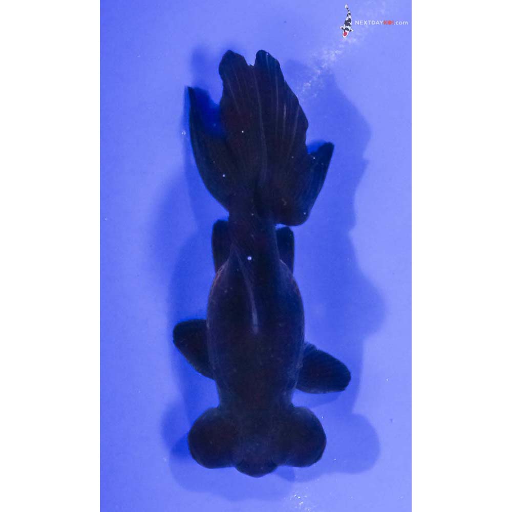 4” Imported Male Red and Black Telescope Fantail