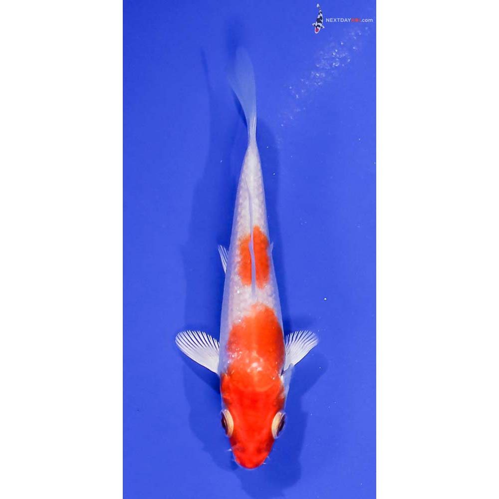 3” Imported Hariwake