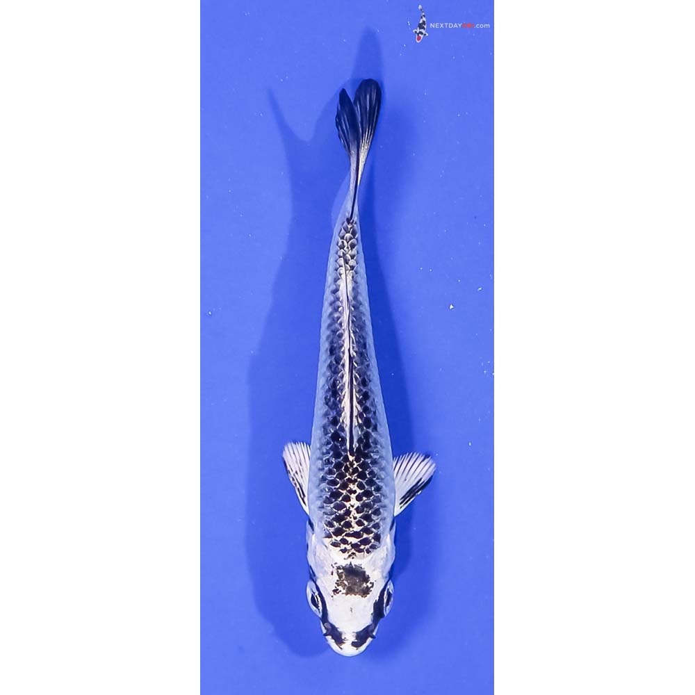 3” Imported Gin Matsuba