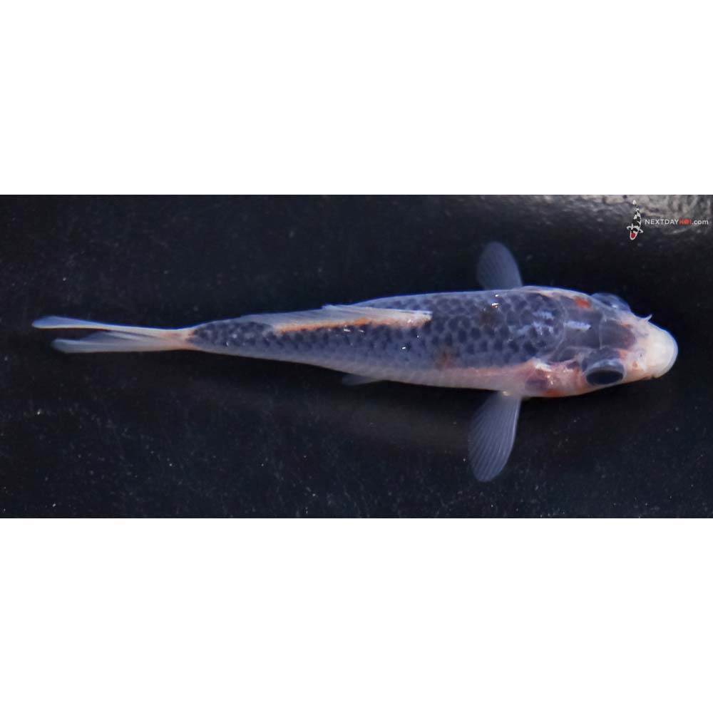 3.5” Imported Asagi