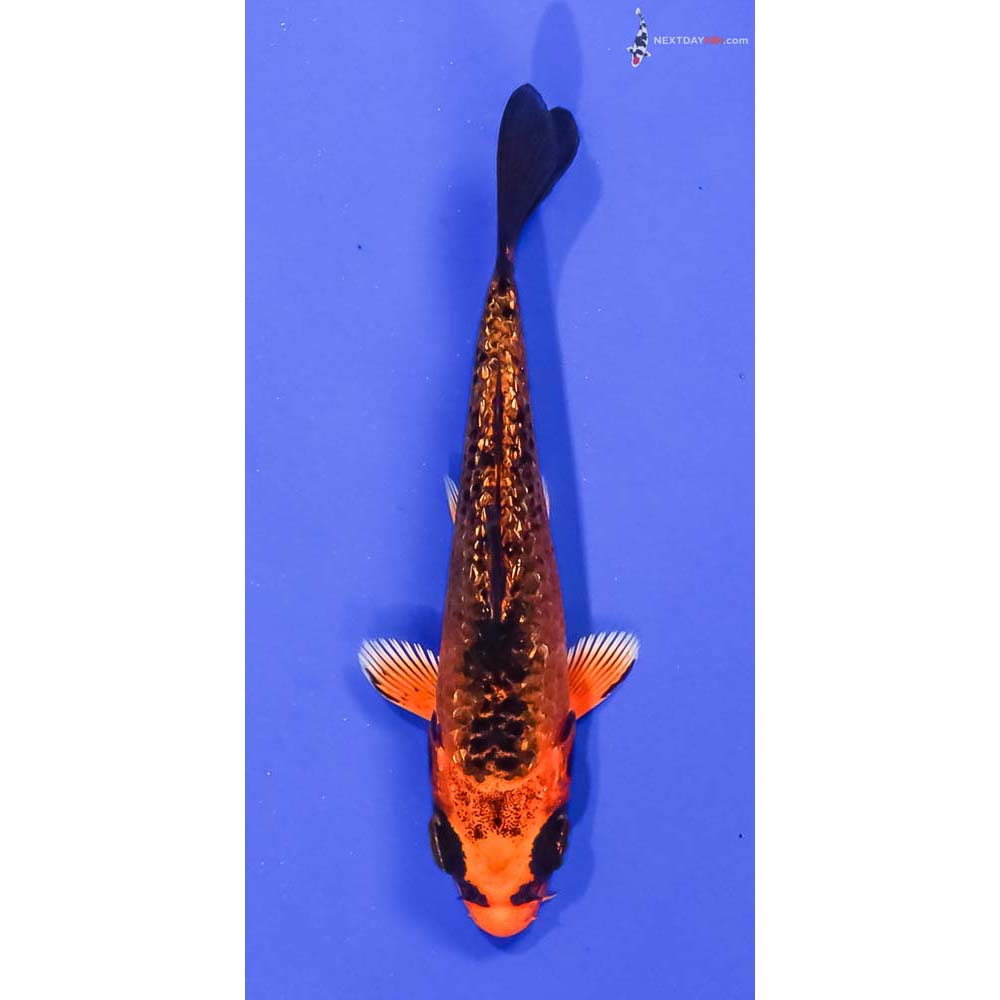 3.5” Imported Gin Rin Orenji Matsuba