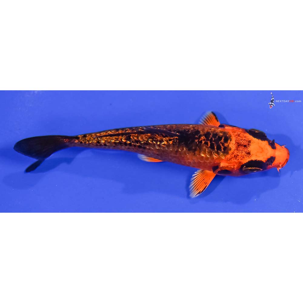 3.5” Imported Gin Rin Orenji Matsuba