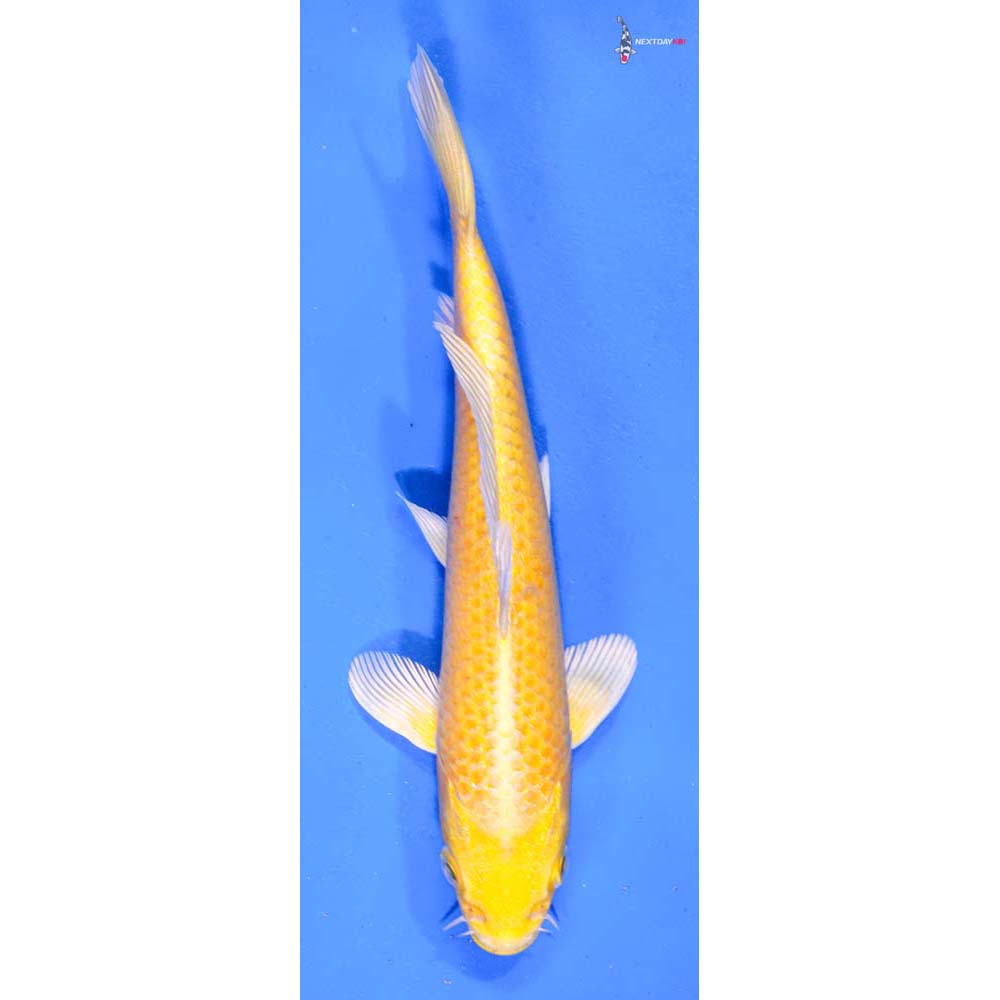 6.5” Imported Yamabuki Ogon