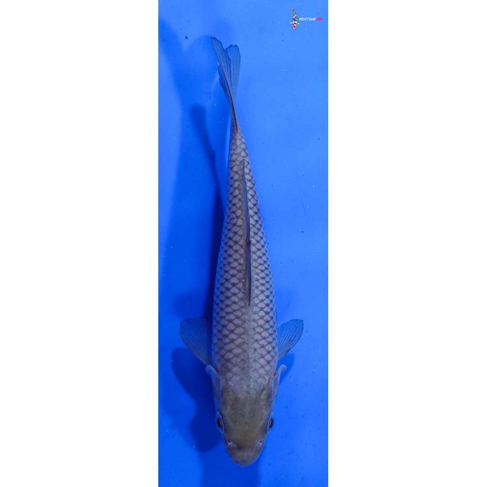 6” Imported Soragoi