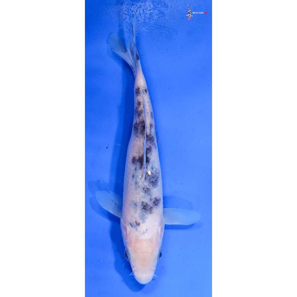 6.5” Imported Shiro Bekko