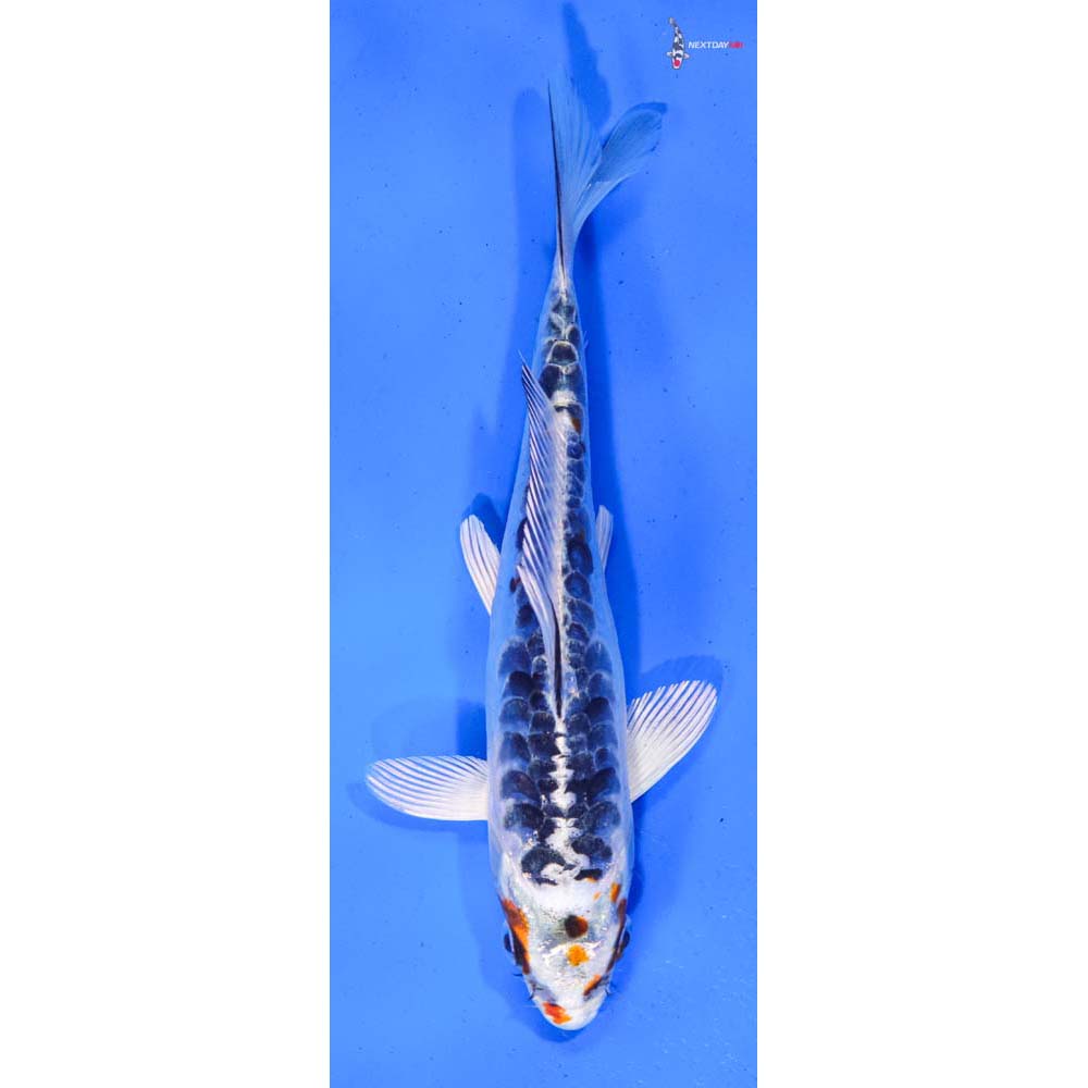 6.5” Imported Armor Scaled Kujaku