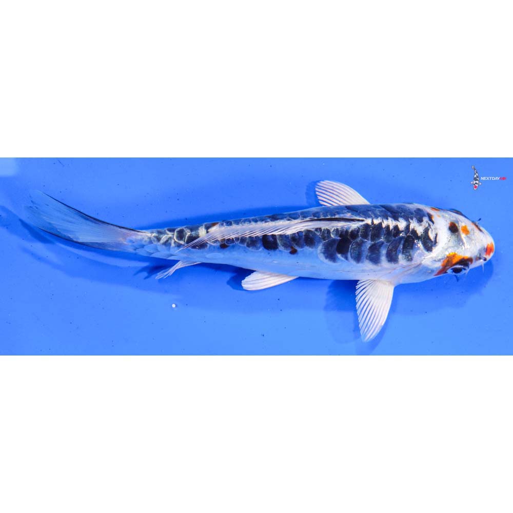 6.5” Imported Armor Scaled Kujaku