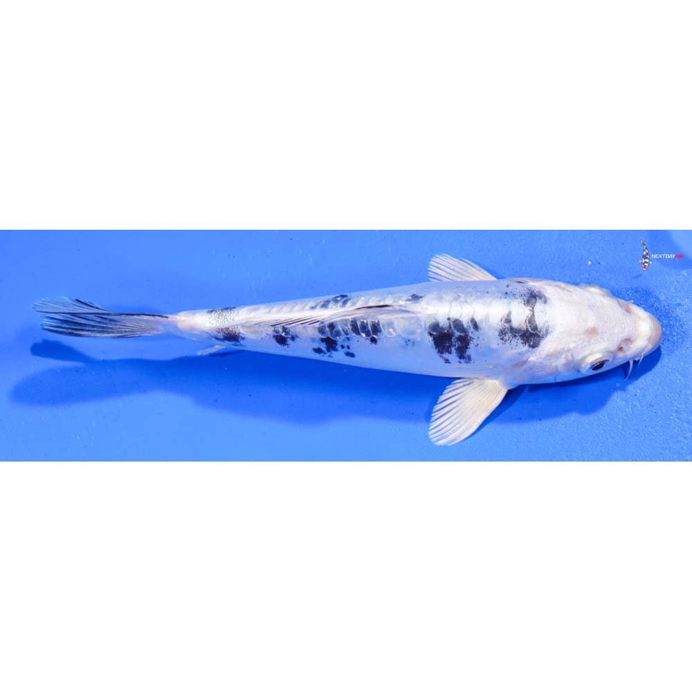 7” Imported Doitsu Gin Shiro Bekko