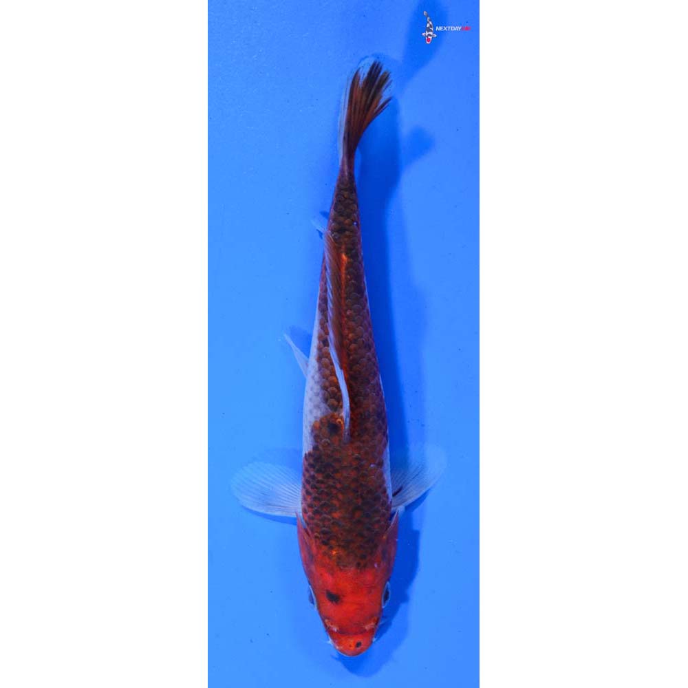 7.5” Imported Goromo