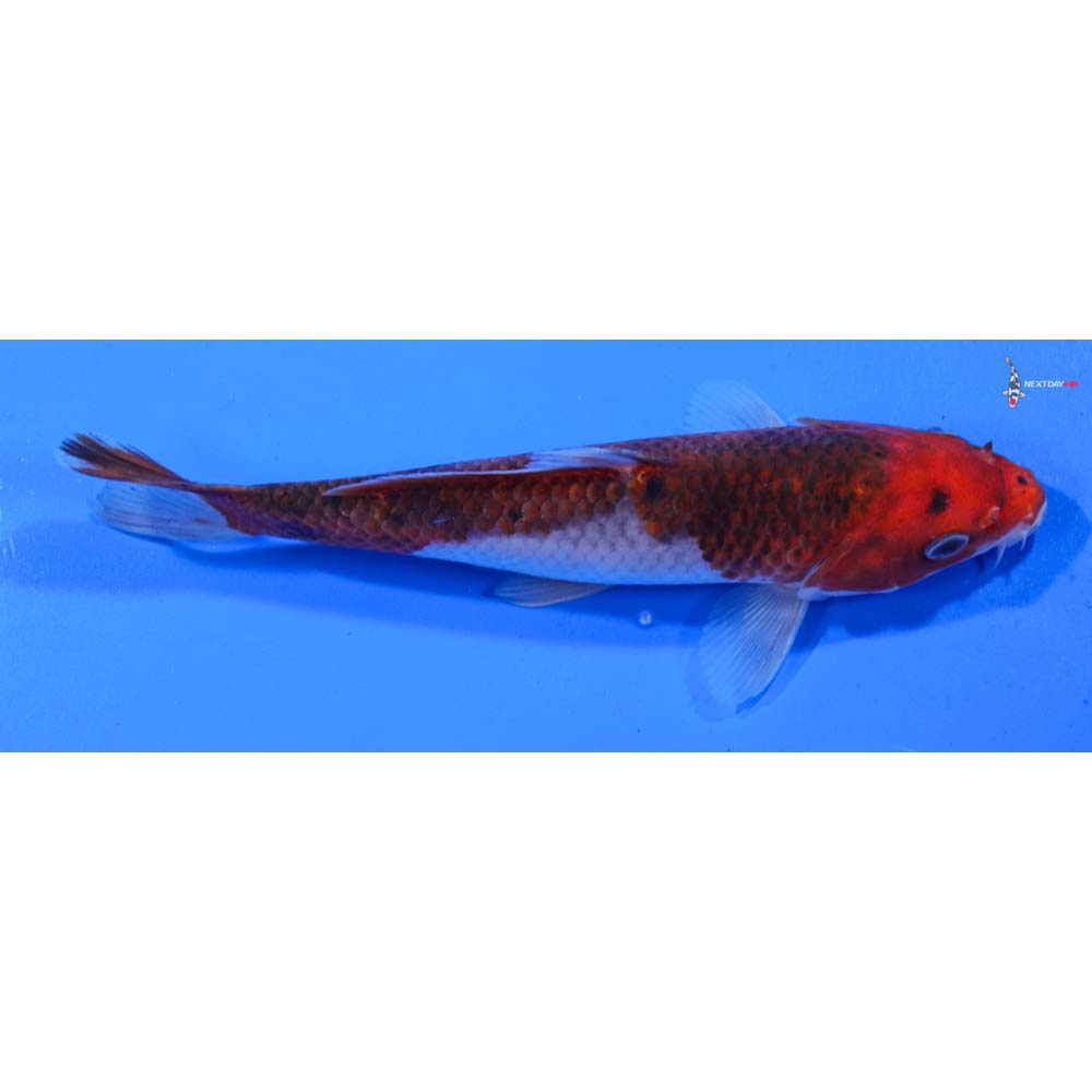 7.5” Imported Goromo