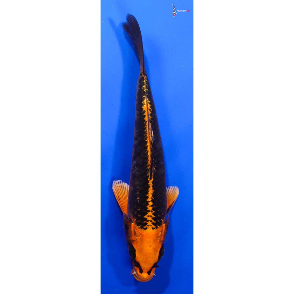 6” Imported Orenji Matsuba