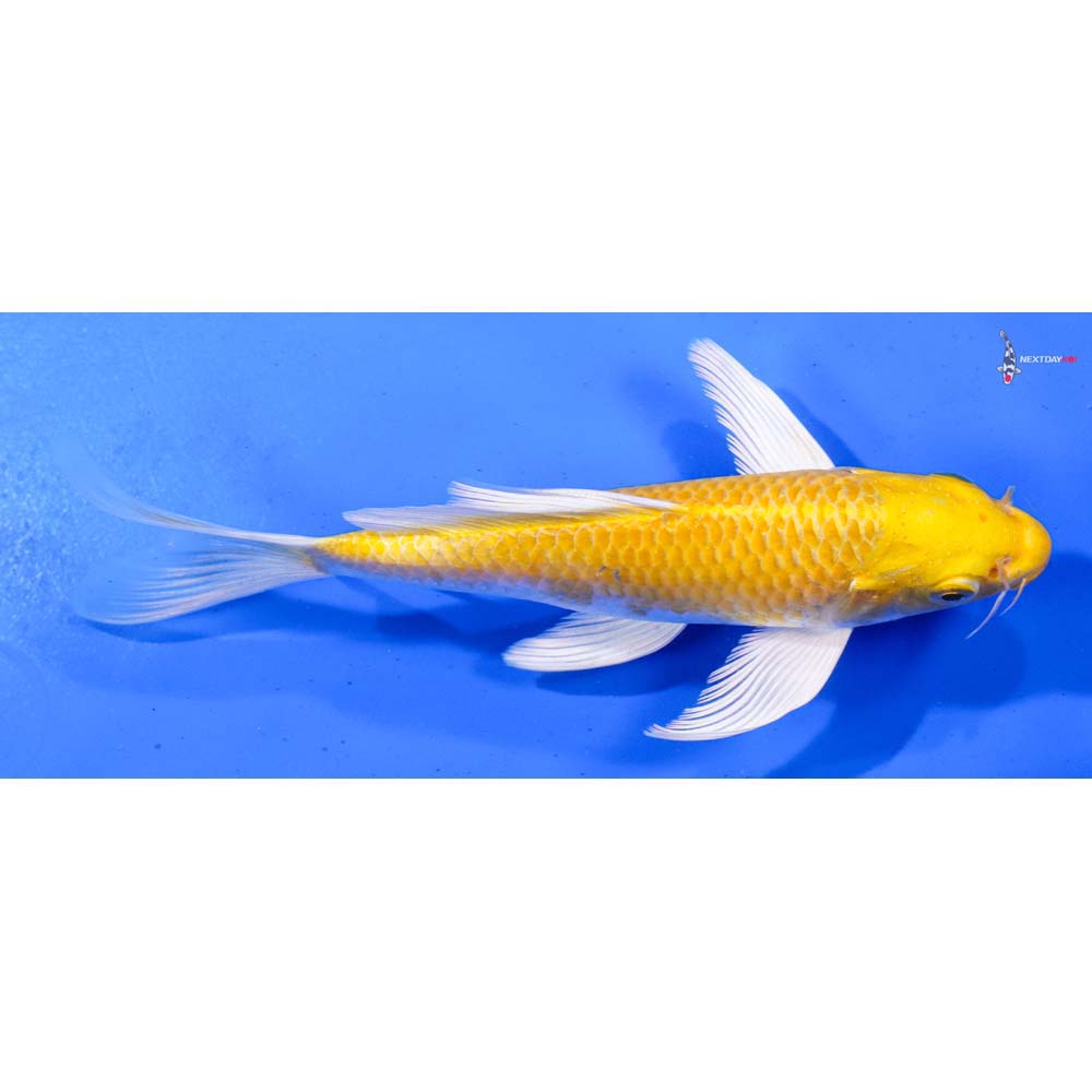 6.5” Imported Yamabuki Ogon Butterfly Koi
