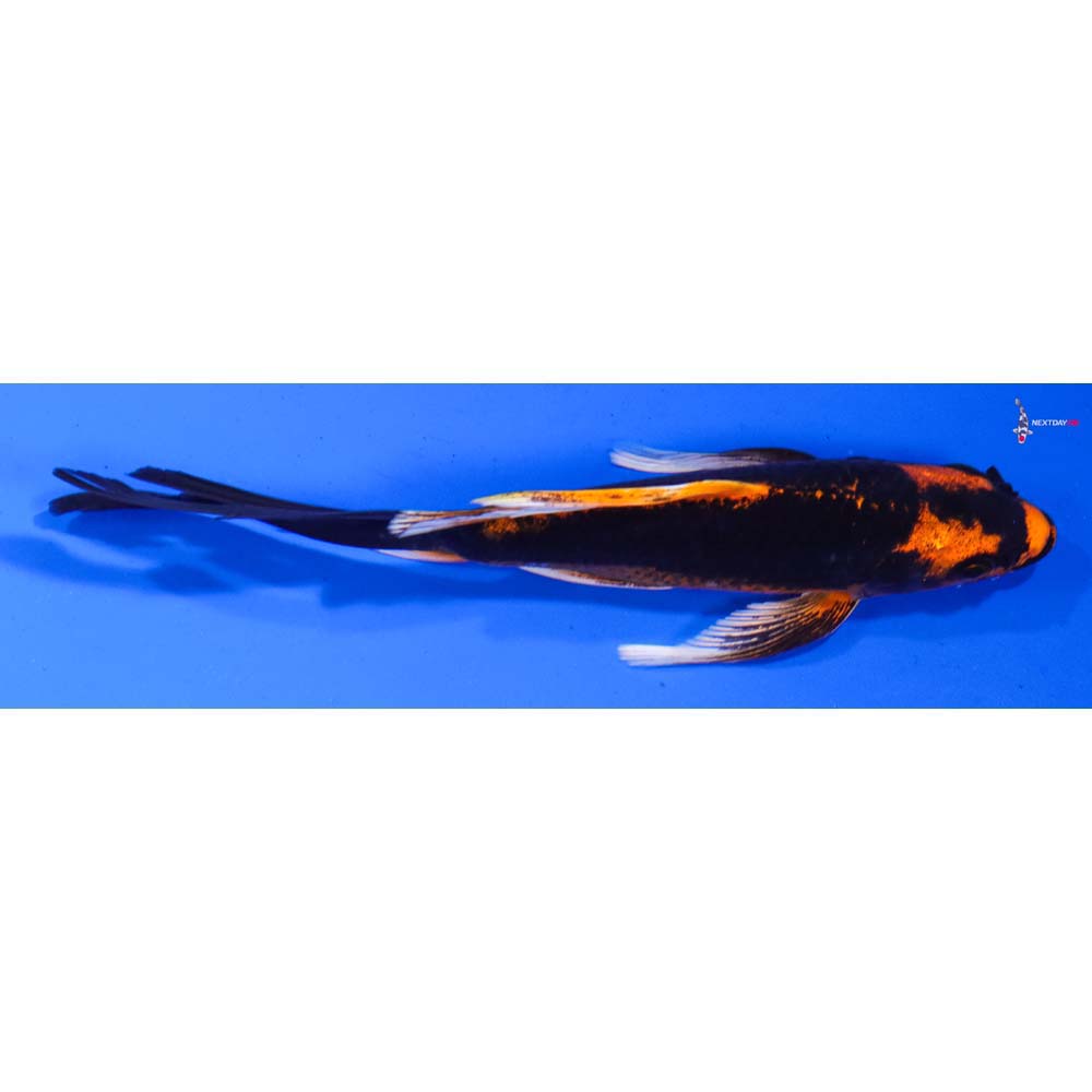 6.5” Imported Kin Kikokuryu Butterfly Koi