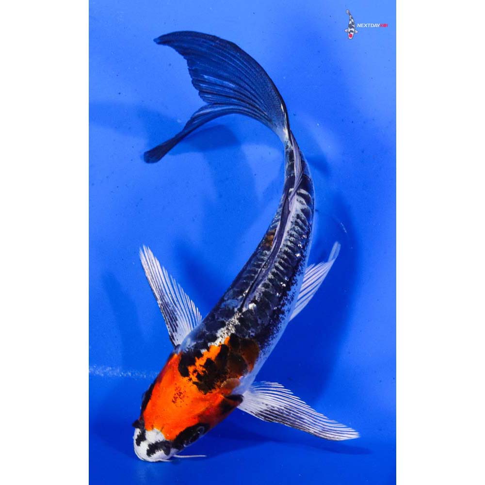 6.5” Imported Kin Kikokuryu Butterfly Koi