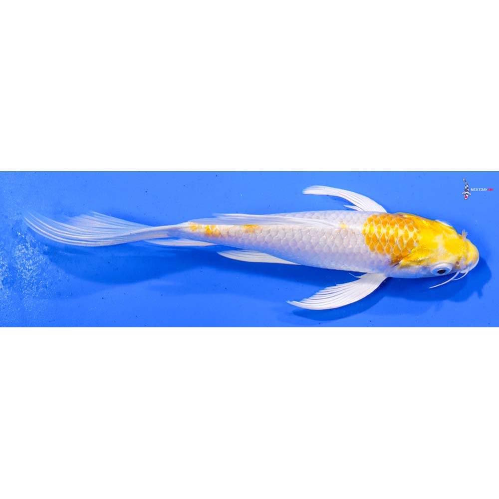 7” Imported Lemon Hariwake Butterfly Koi