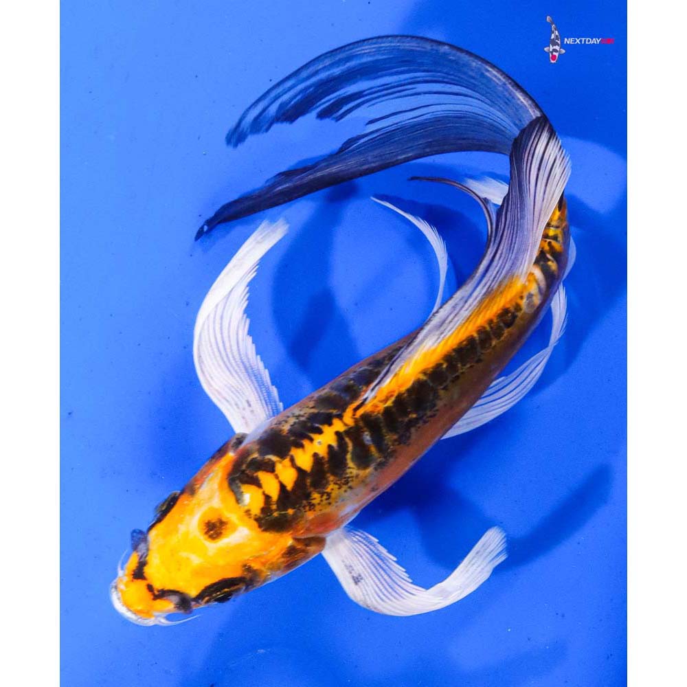 7” Imported Doitsu Kujaku Butterfly Koi