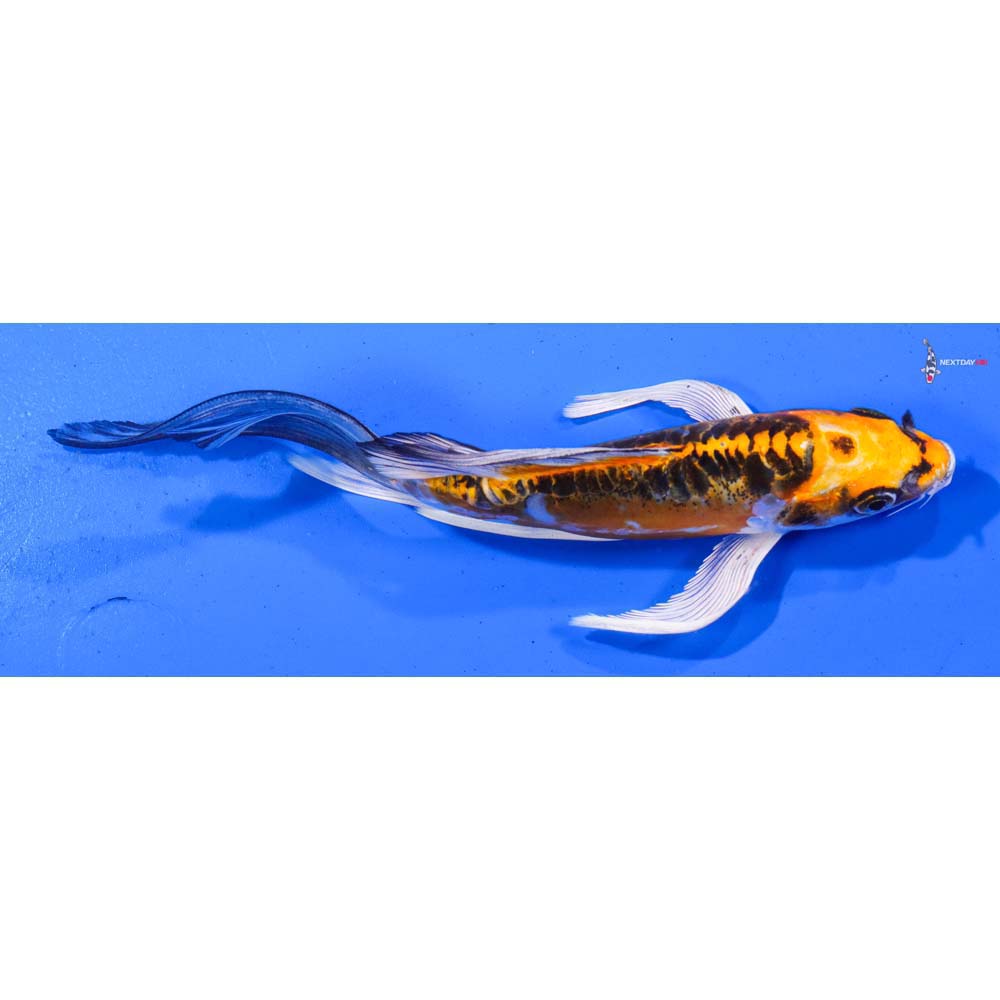 7” Imported Doitsu Kujaku Butterfly Koi