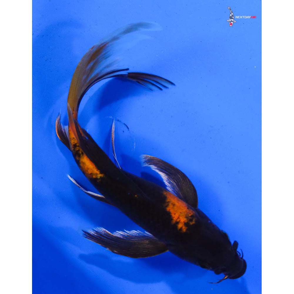 7” Imported Chagoi Butterfly Koi