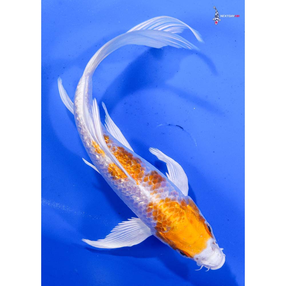 7” Imported Gin Rin Hariwake Butterfly Koi