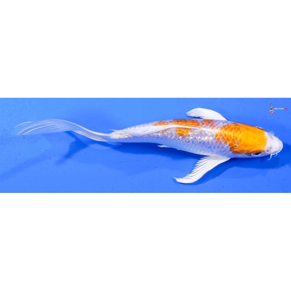 7” Imported Gin Rin Hariwake Butterfly Koi