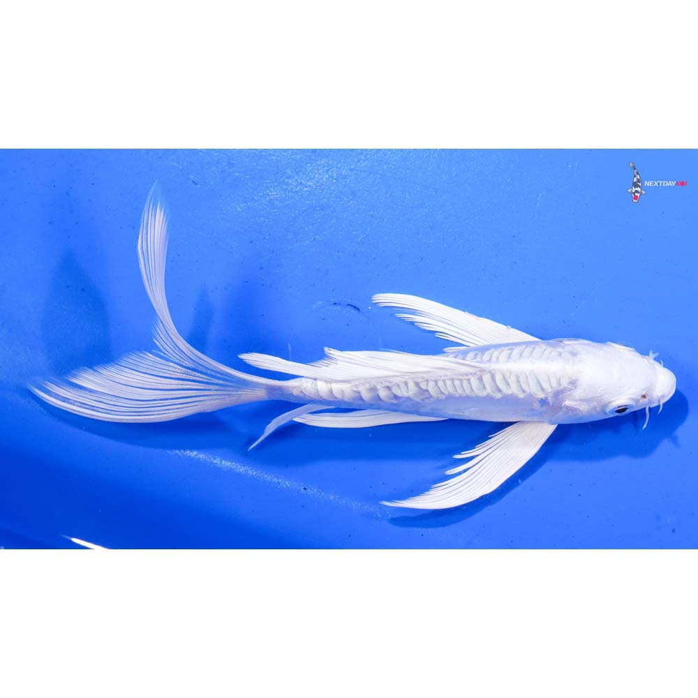 7” Imported Doitsu Platinum Ogon Butterfly Koi