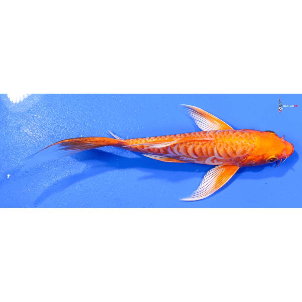 7” Imported Armor Scaled Orenji Ogon Butterfly Koi