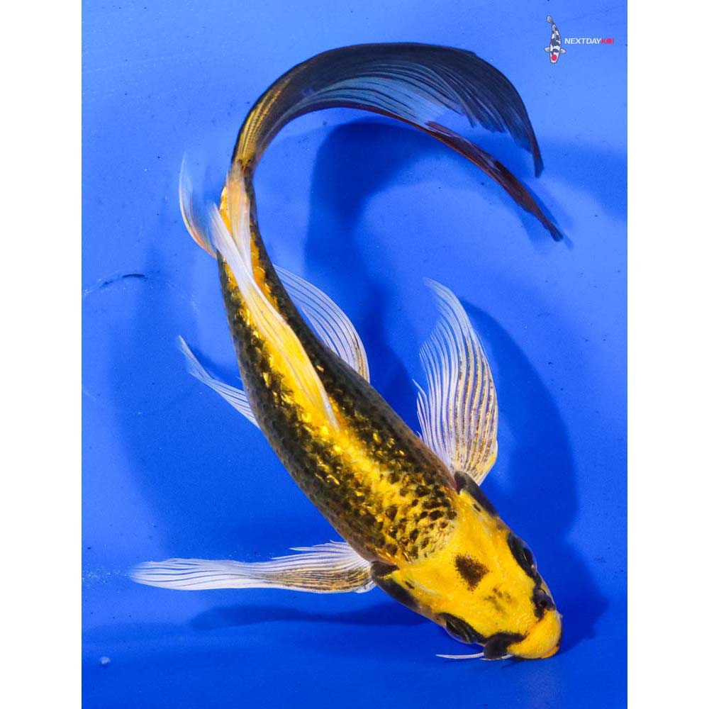7” Imported Gin Rin Ki Matsuba Butterfly Koi