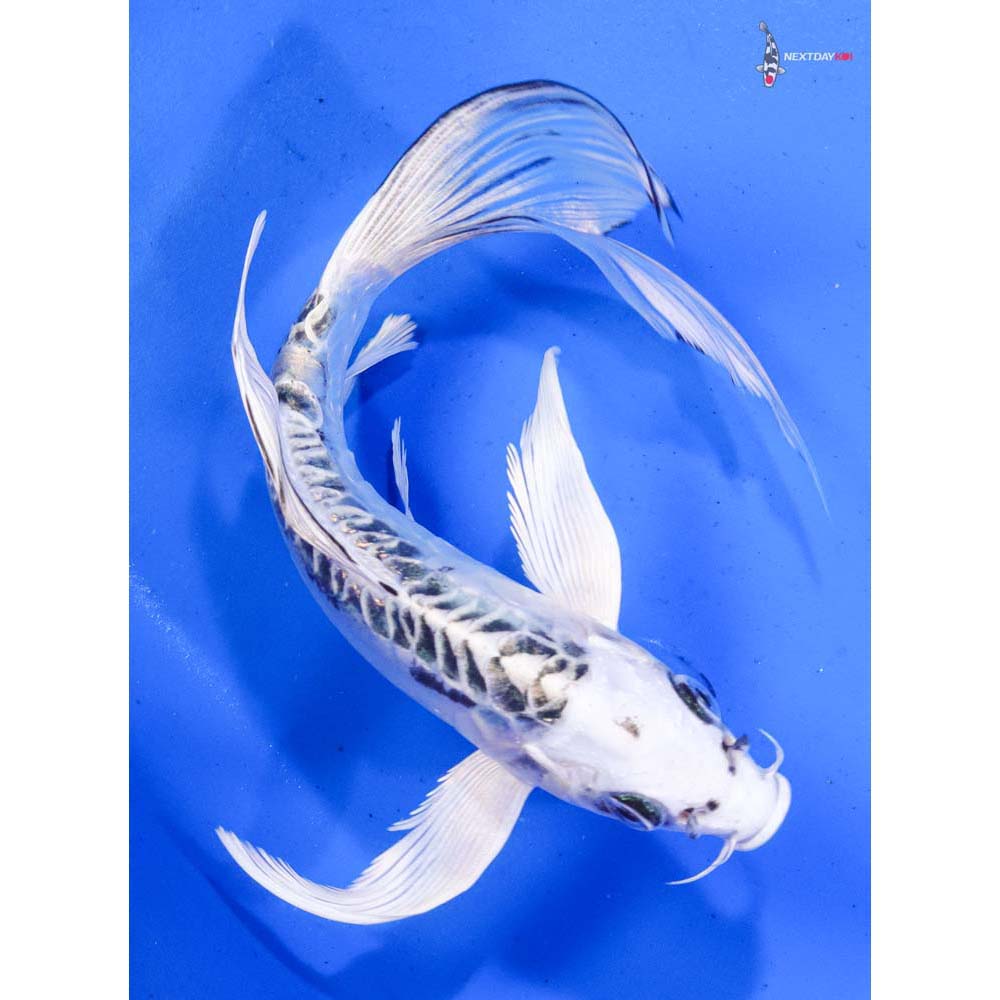 7.5” Imported Doitsu Gin Matsuba Butterfly Koi