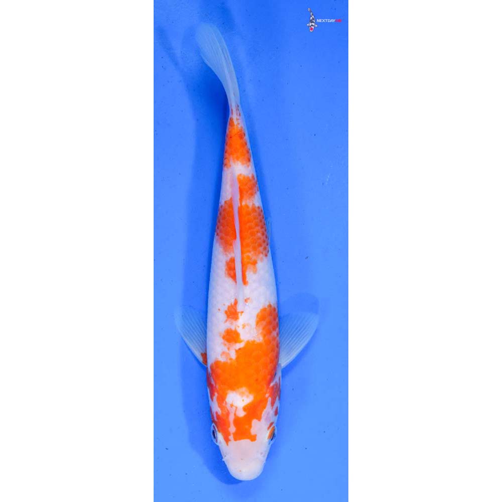 8” Imported Kohaku