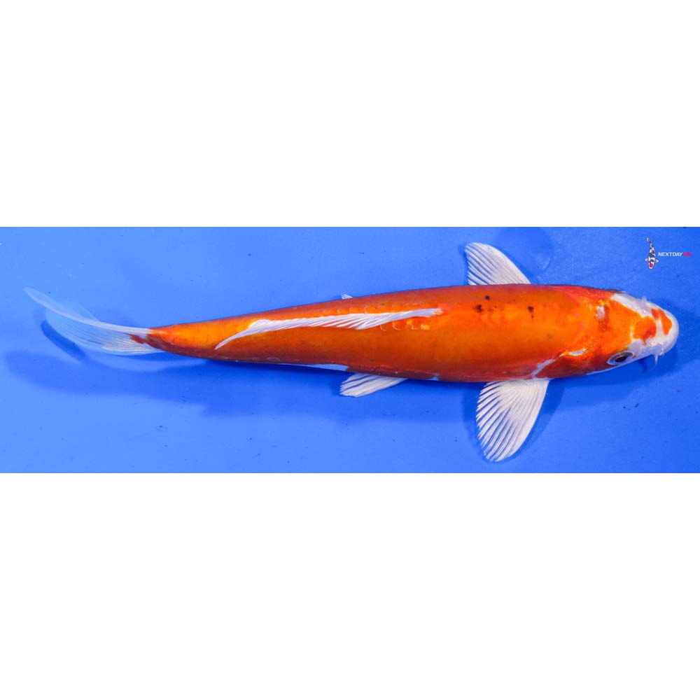 8” Imported Heisei Nishiki