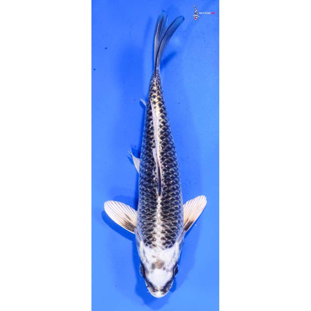 8” Imported Gin Matsuba