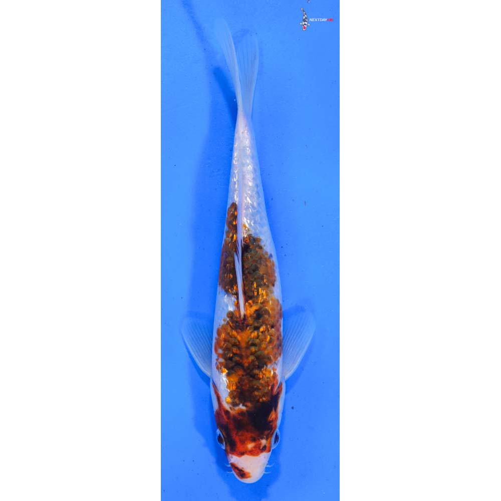 8” Imported Gin Rin Goromo