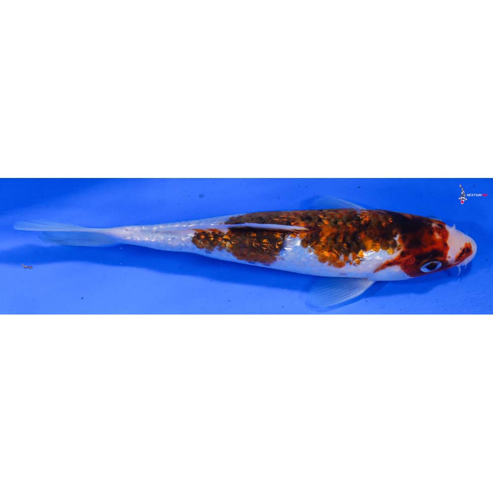 8” Imported Gin Rin Goromo