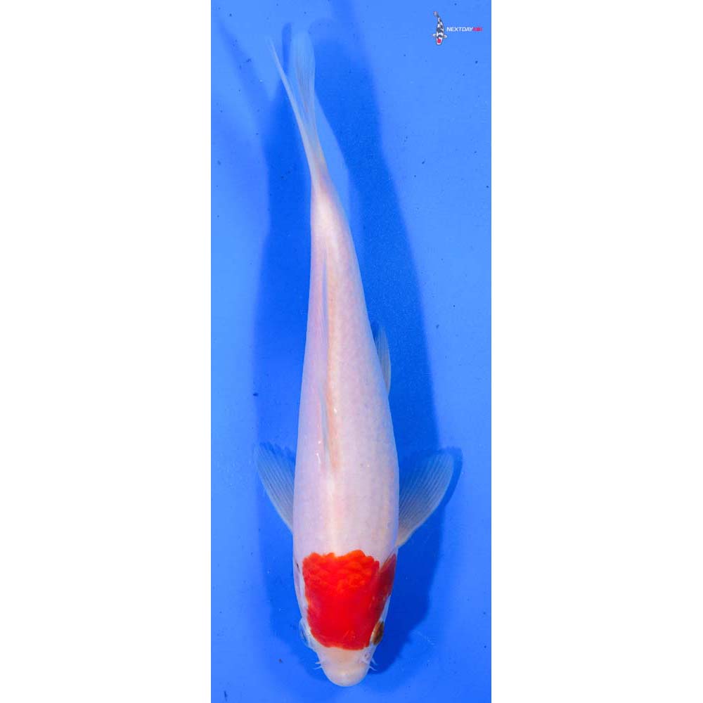 8” Imported Kohaku