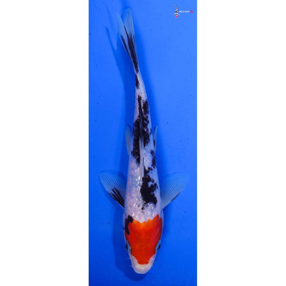 8.5” Imported Gin Rin Sanke