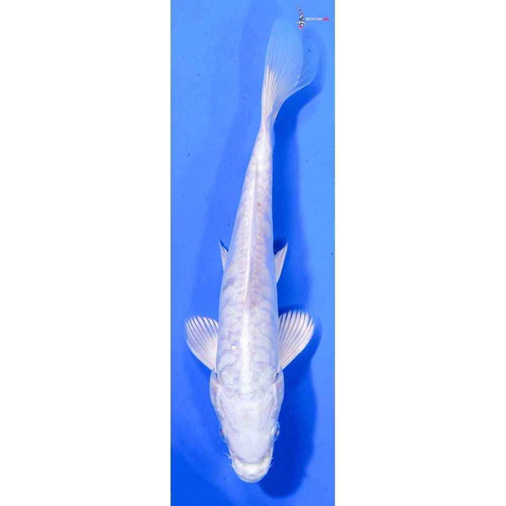 7.5” Imported Armor Scaled Platinum Ogon