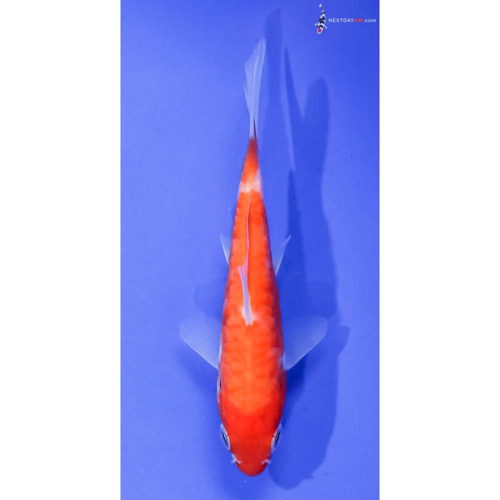 4” Imported Armor Scaled Kohaku