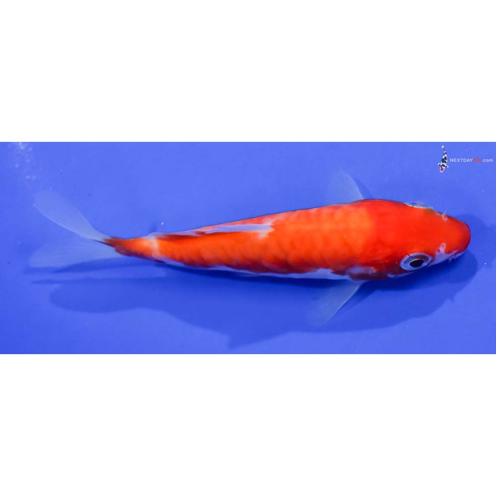 4” Imported Armor Scaled Kohaku