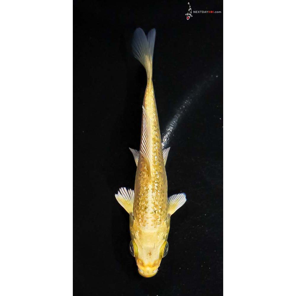 4” Imported Gin Rin Yamabuki Ogon