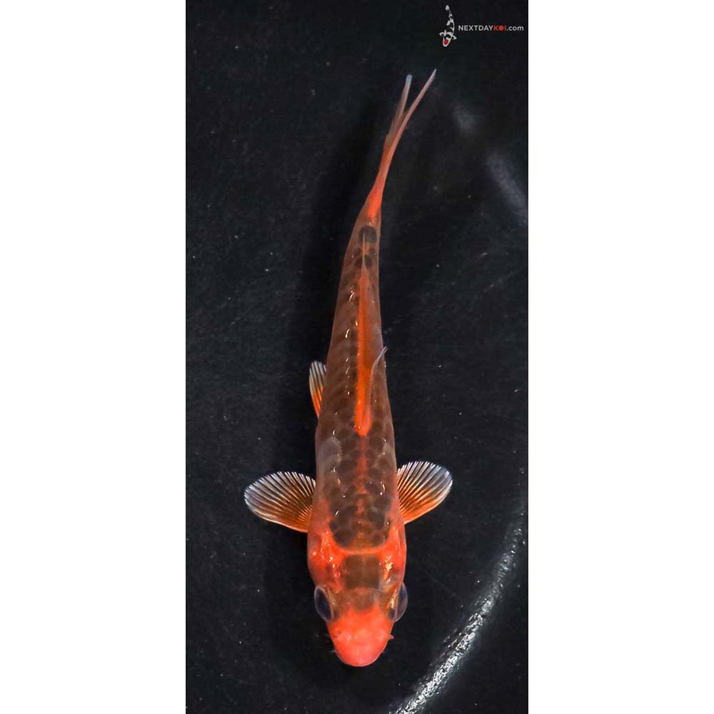 4” Imported Armor Scaled Hana Shusui