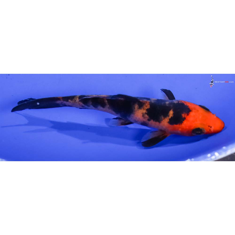 4” Imported Aka Bekko