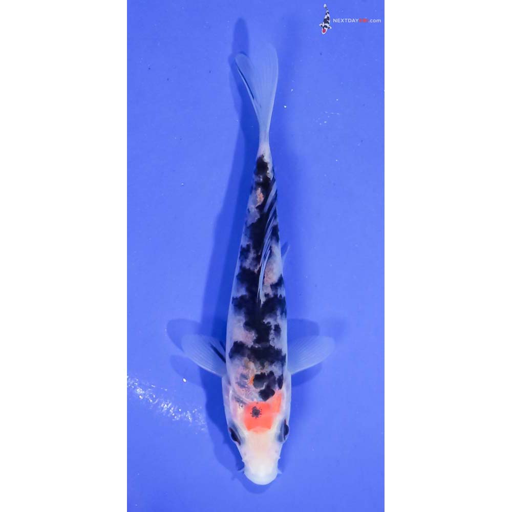 4.5” Imported Sanke