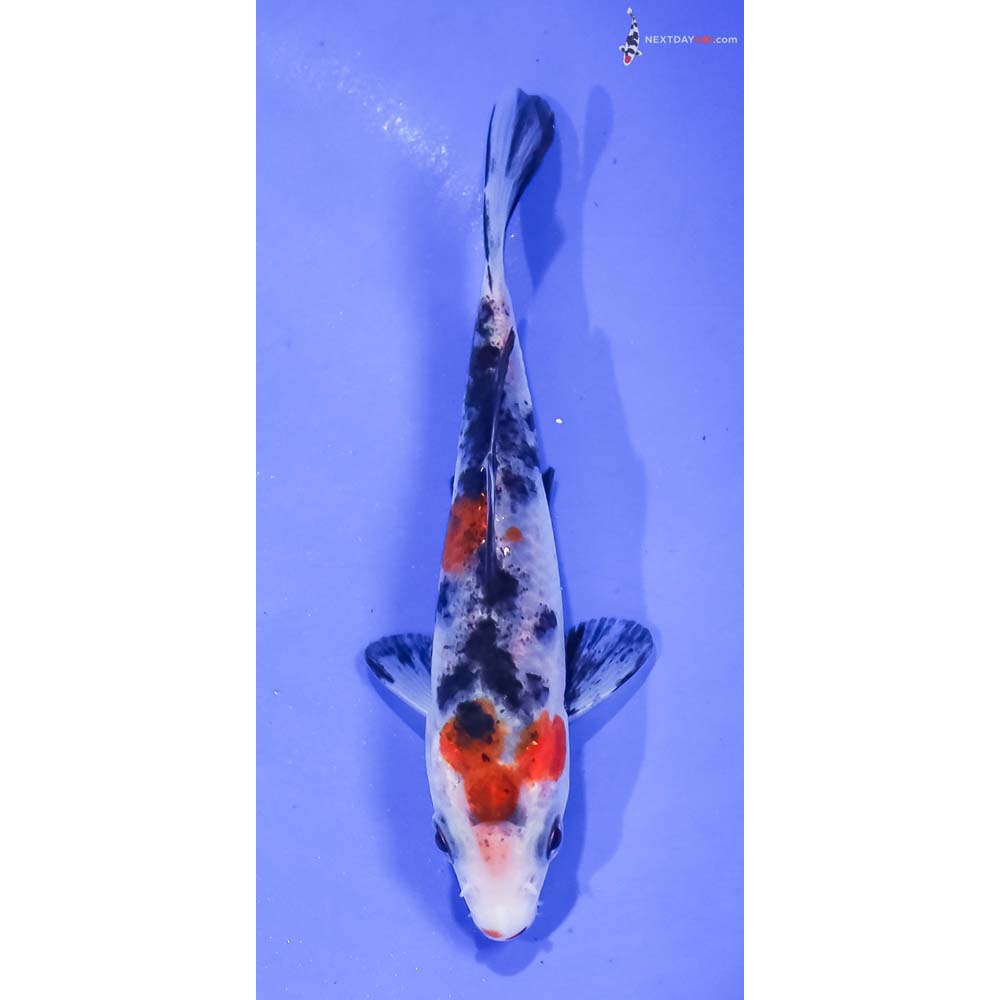 4.5” Imported Sanke